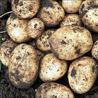 First Earlies Seed Potatoes